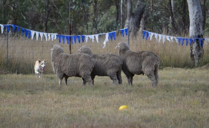 Aqua Gold Midget keeps her trio of wethers in check for handler Liff Parr. Aqua Gold Midget keeps her trio of wethers in check for handler Liff Parr.
